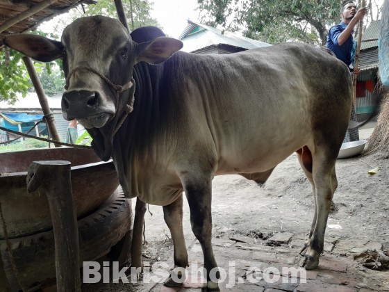 দেশি জাতের কোরবানির গরু